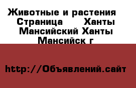  Животные и растения - Страница 40 . Ханты-Мансийский,Ханты-Мансийск г.